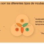 Clasificación y características de los tipos de incubadoras