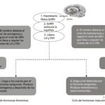 Proceso típico de incubación: etapas y duración en naturaleza y tecnología